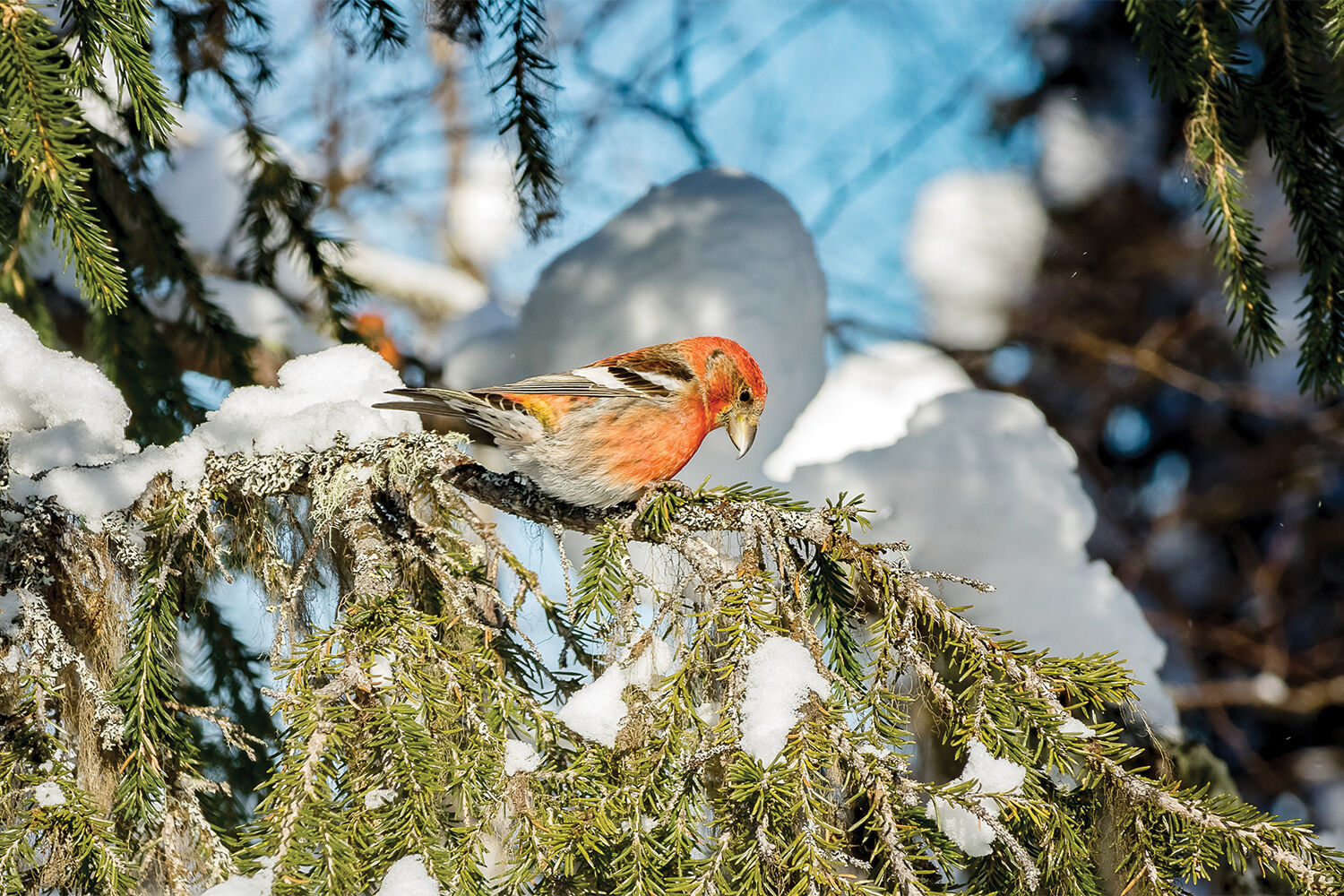 red crossbill